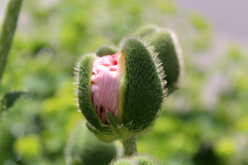 Poppy nature plant