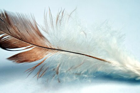 Wing nature animal