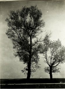 Russischer Beobachtungsstand am Baum an der Straße bei Radzicz, angeblich auch mit Maschinengewehr bestzt. (BildID 15589543)