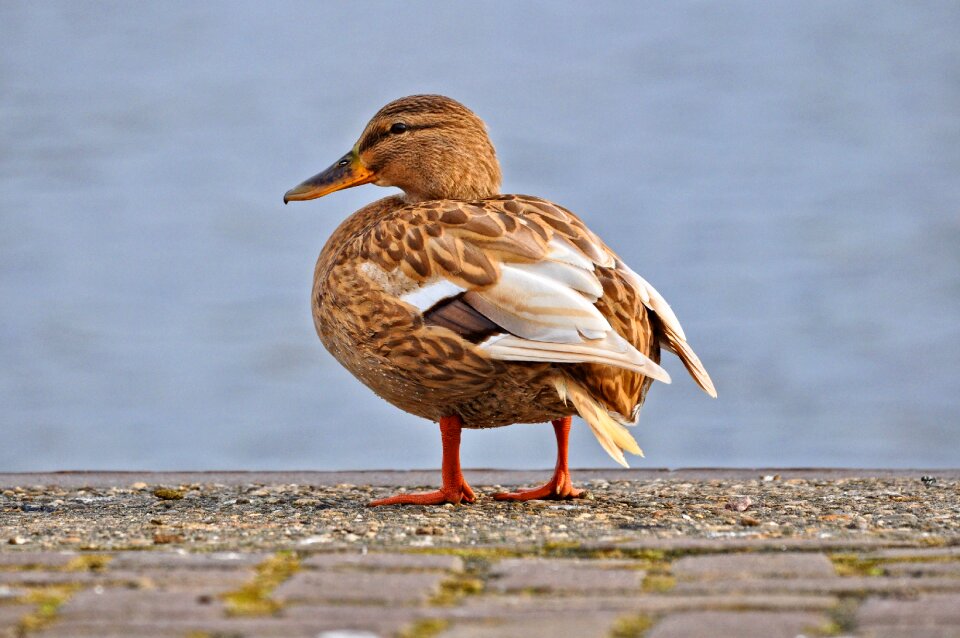 Female duck hen bird