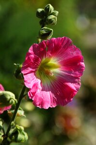 Summer sheet hollyhock photo