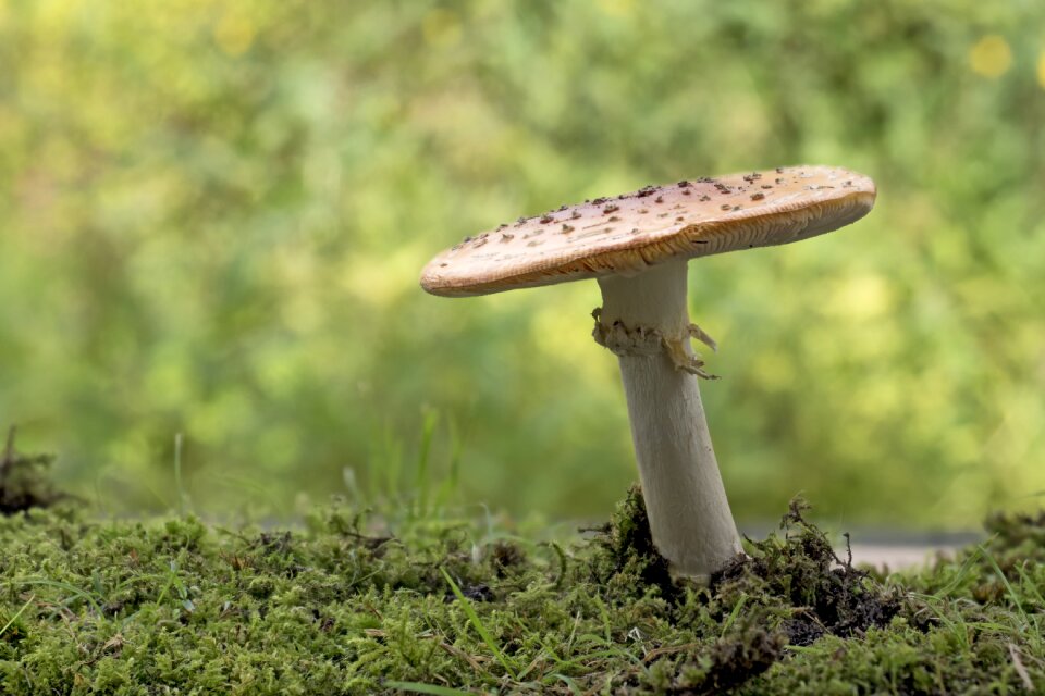 Mushrooms forest garden