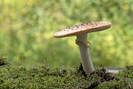 Mushrooms forest garden photo