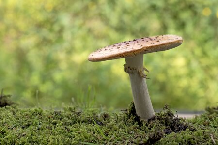 Mushrooms forest garden