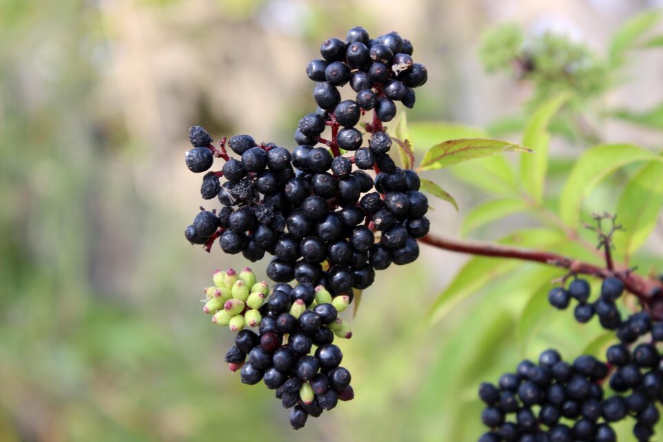 Plant nature turkey