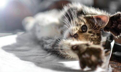 Animal kitty domestic