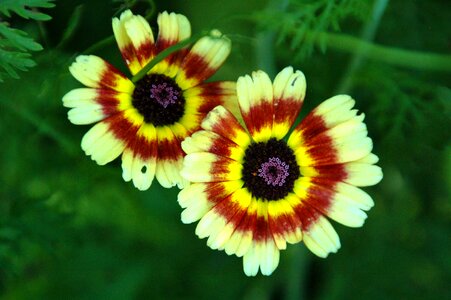 Flowers garden margriet photo