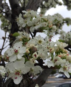Spring flowers white