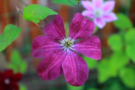 Climbing plant curly flowers purple flower