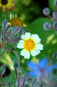 Flowers summer flowering photo