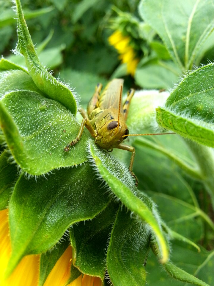 Grasshopper insect animal