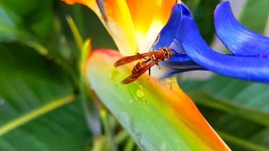 Bee flower nature