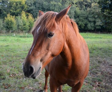 Head animal nature photo