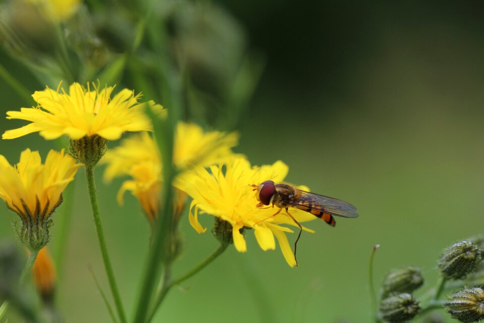 Hoverflies porcelle asteraceae