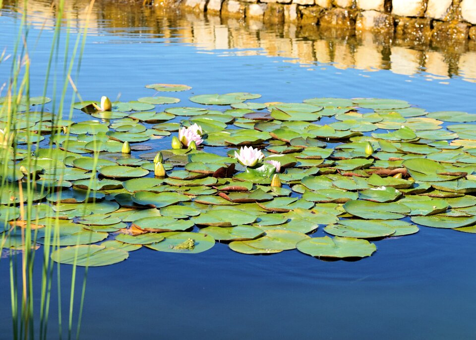 Bloom aquatic plant nature