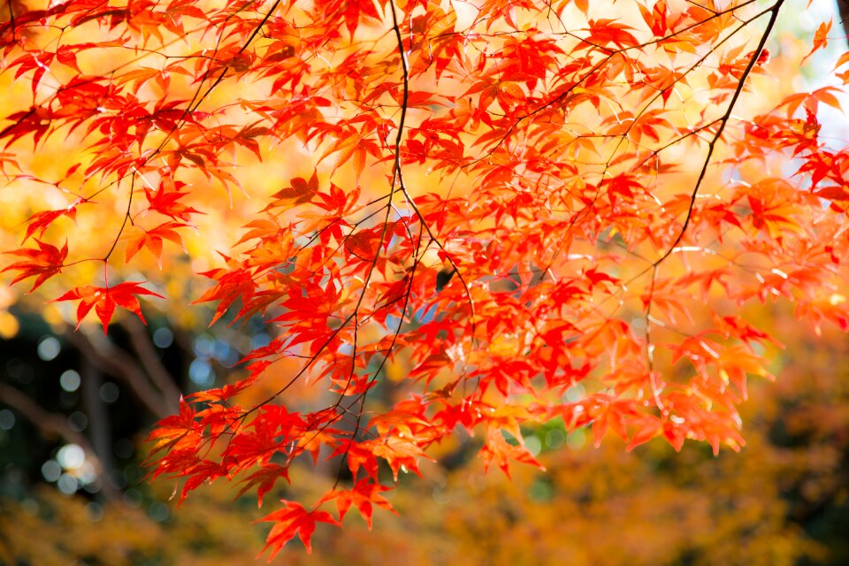 Seasonal maple natural