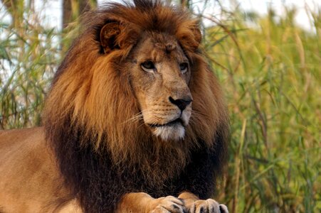 Lions predator feline photo
