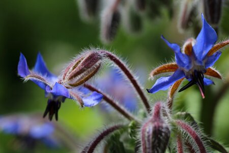 Borage wild flower garden