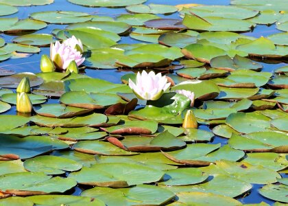 Bloom aquatic plant nature