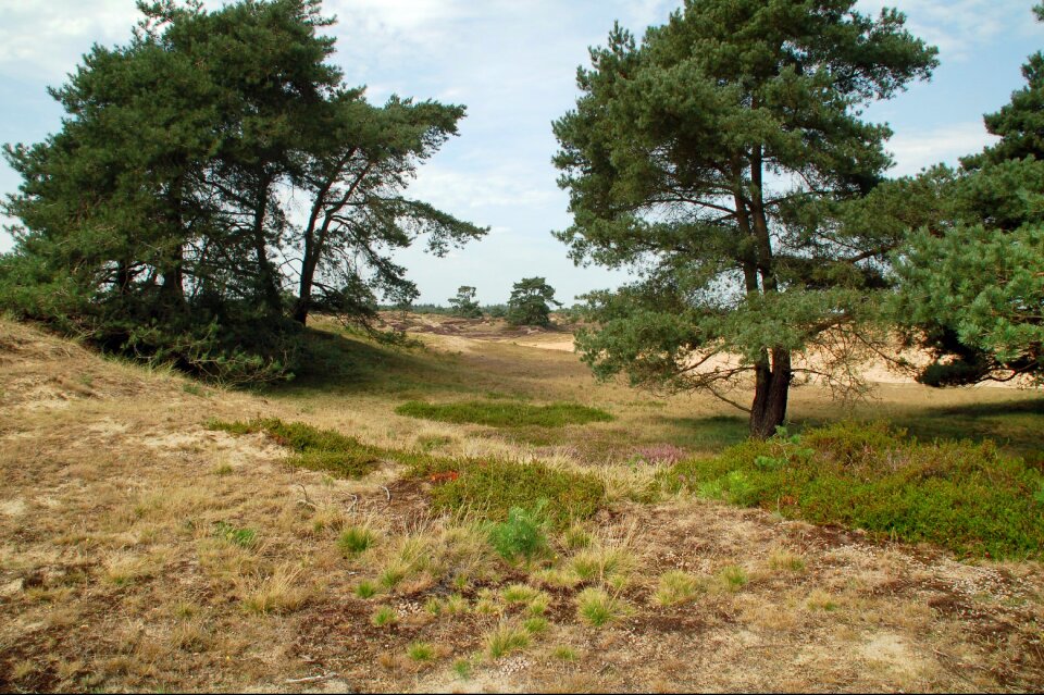 Wood panoramic drents-friese wold