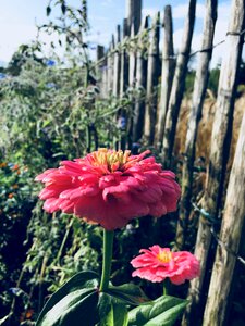 Summer garden botany
