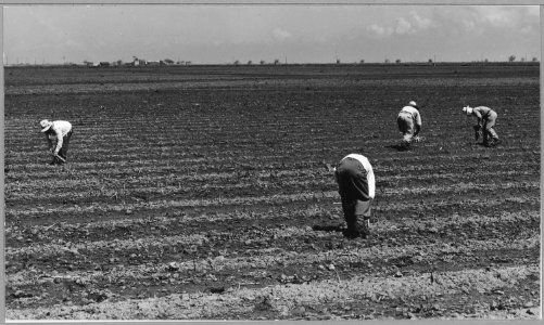 Ryer Island, Sacramento County, California. Asparagus fields and Filipino cutters in world's largest . . . - NARA - 521704