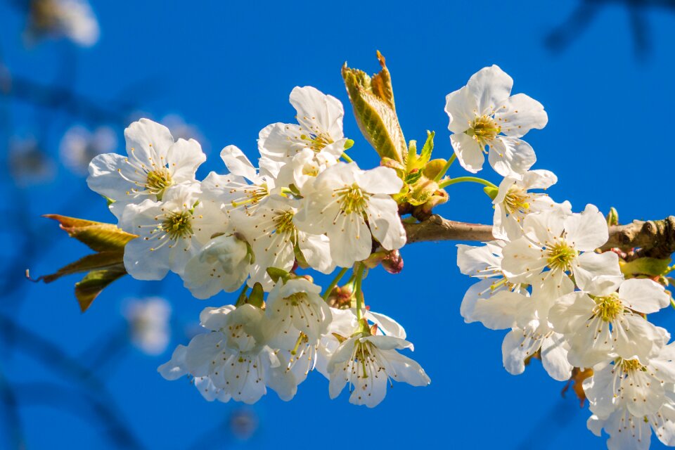 Plant cherry blossom spring