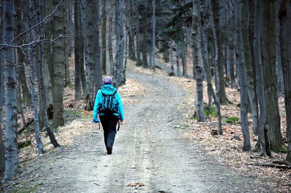 March forest tracking
