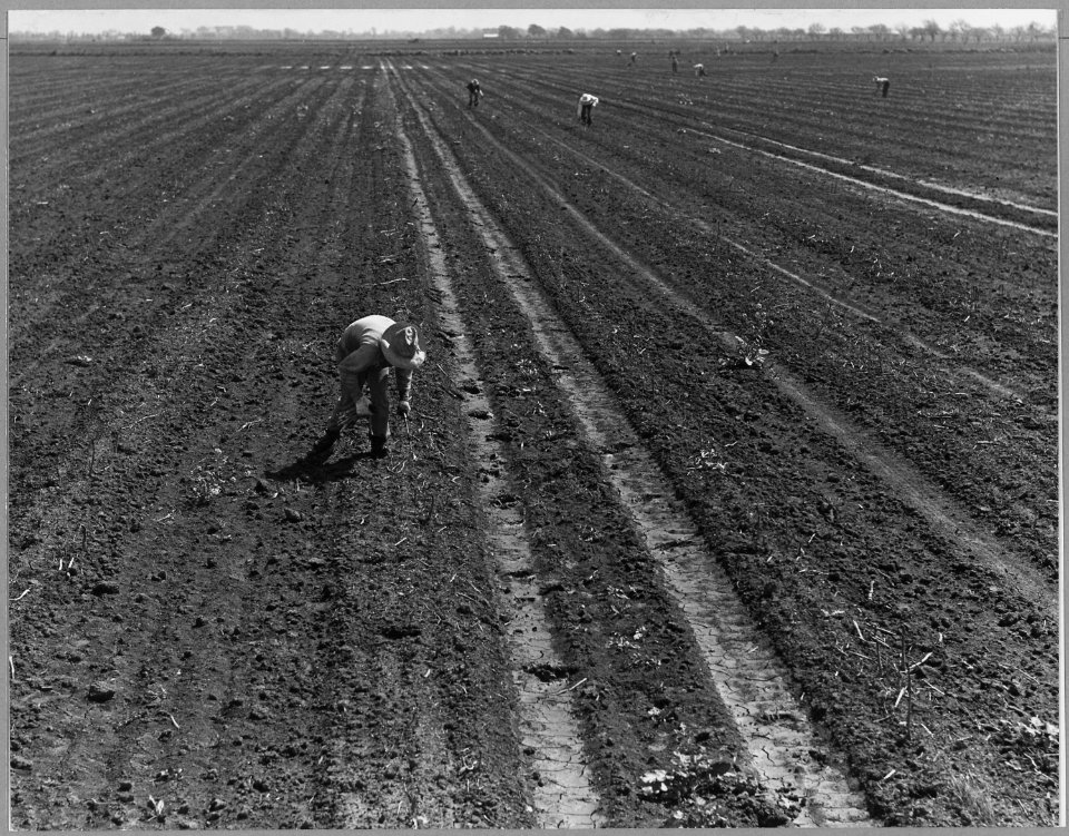 Ryer Island, Sacramento County, California. Asparagus fields and Filipino cutters in world's largest . . . - NARA - 521702