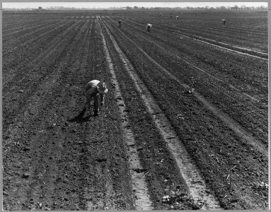 Ryer Island, Sacramento County, California. Asparagus fields and Filipino cutters in world's largest . . . - NARA - 521702