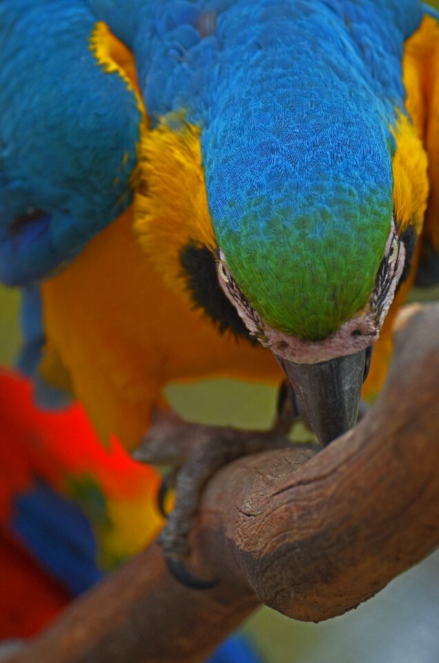 Animal plumage zoo