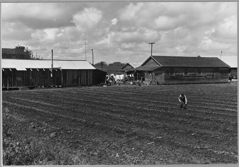 Ryer Island, Sacramento County, California. Ranch housing for Japanese and Filipino asparagus worker . . . - NARA - 521705