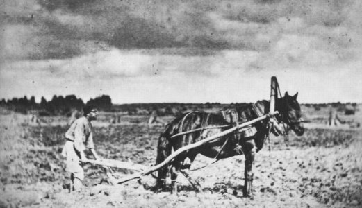 Russischer Photograph - Pflügen mit dem traditionellen Holzpflug (socha) (Zeno Fotografie)