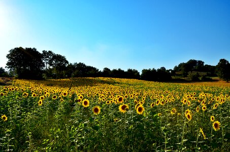 Landscapes nature grass mountain