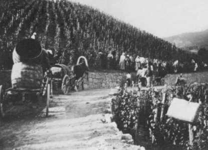 Russischer Photograph um 1888 - Weinberg auf der südlichen Krim (Zeno Fotografie)