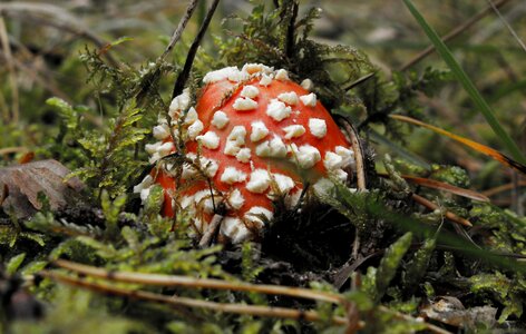 Mushroom amanita at the court of