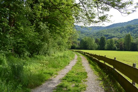 Trees landscape trail