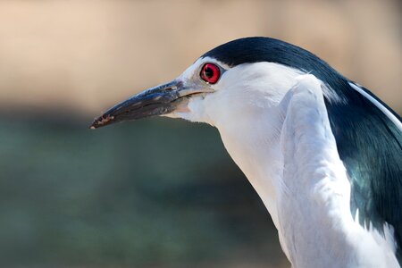 Looking bird heron photo