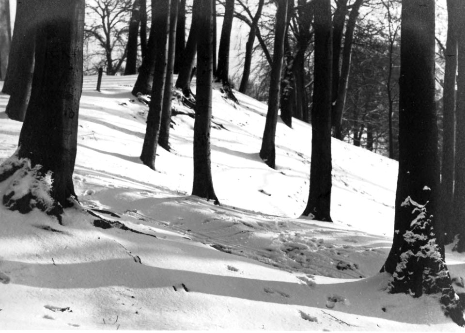 Rönner Gehege im Winter (Kiel 70.326)