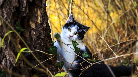 Cat's eyes kitten pet