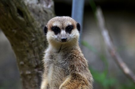 Nature tiergarten cute