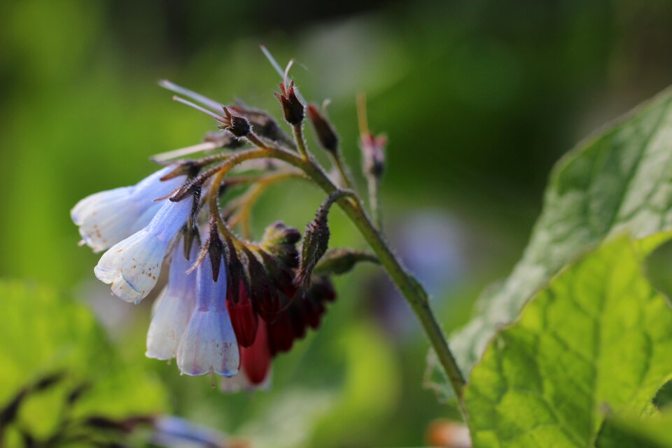 Garden plants summer