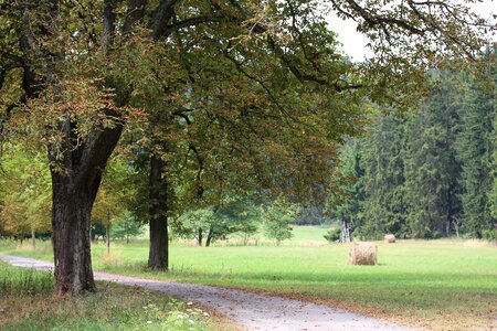 Forest meadow nature