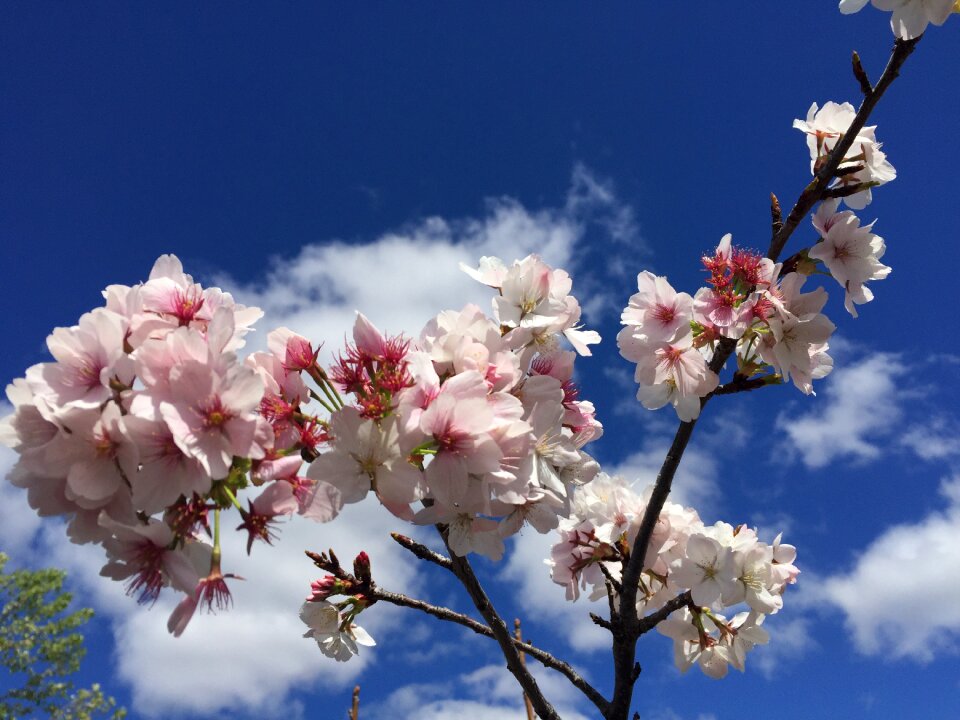Pink spring blue sky photo
