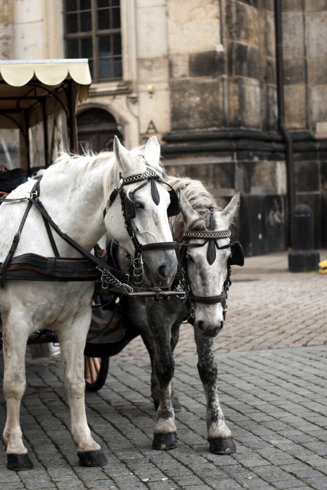 People dresden horse