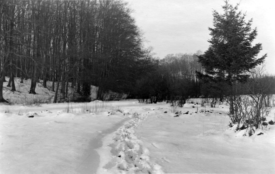 Rönner Gehege im Winter (Kiel 70.227)
