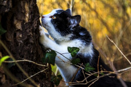 Tiger cat small cats sweet