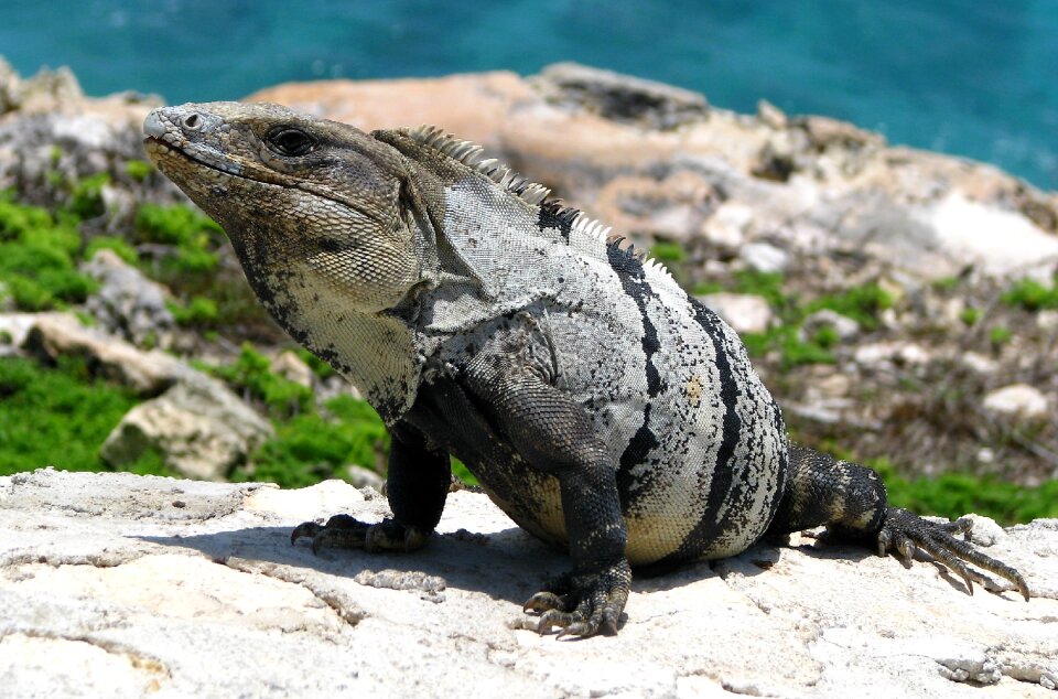 Nature animal wild animals