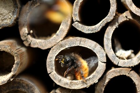 Osmie bee hotel for insects