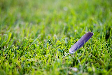 Growth field feather